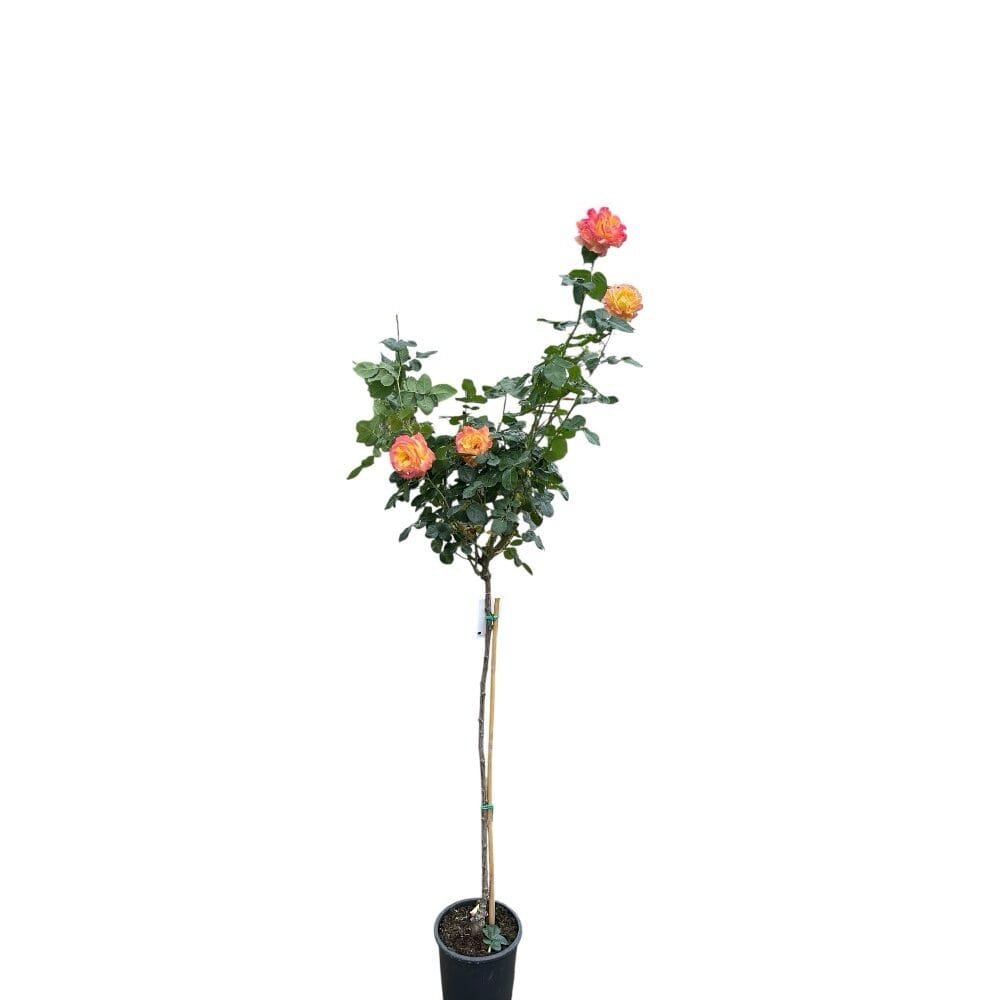 Magastörzsű rózsa (Rosa 'Peace')