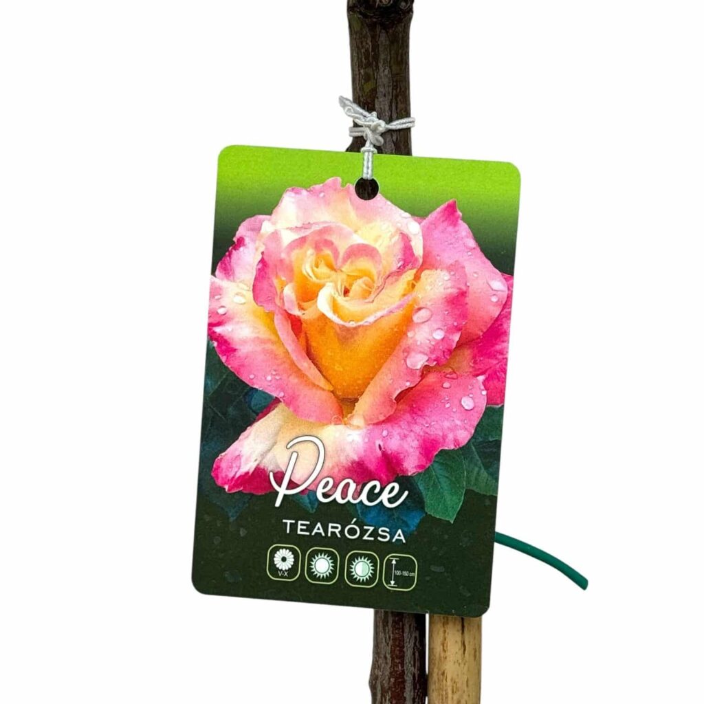 Magastörzsű rózsa (Rosa 'Peace')
