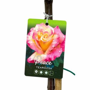 Magastörzsű rózsa (Rosa 'Peace')