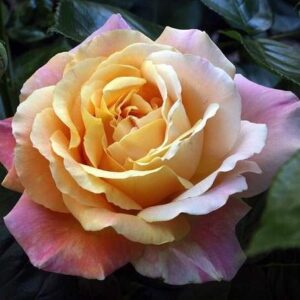 Magastörzsű rózsa (Rosa 'Peace')