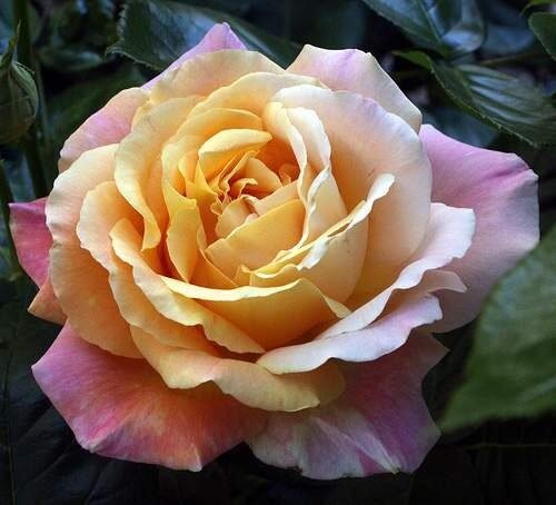 Magastörzsű rózsa (Rosa 'Peace')