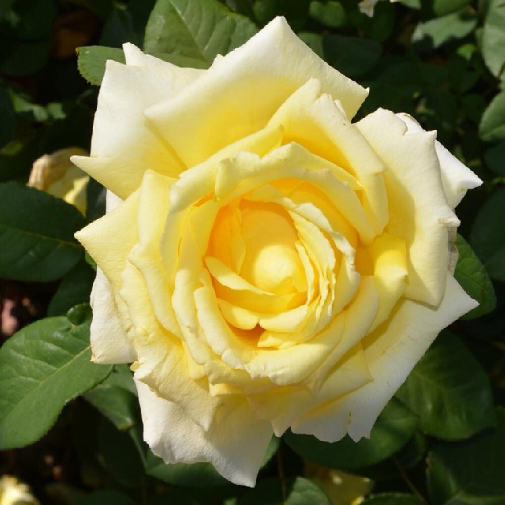 Magastörzsű rózsa (Rosa 'Sunblest')
