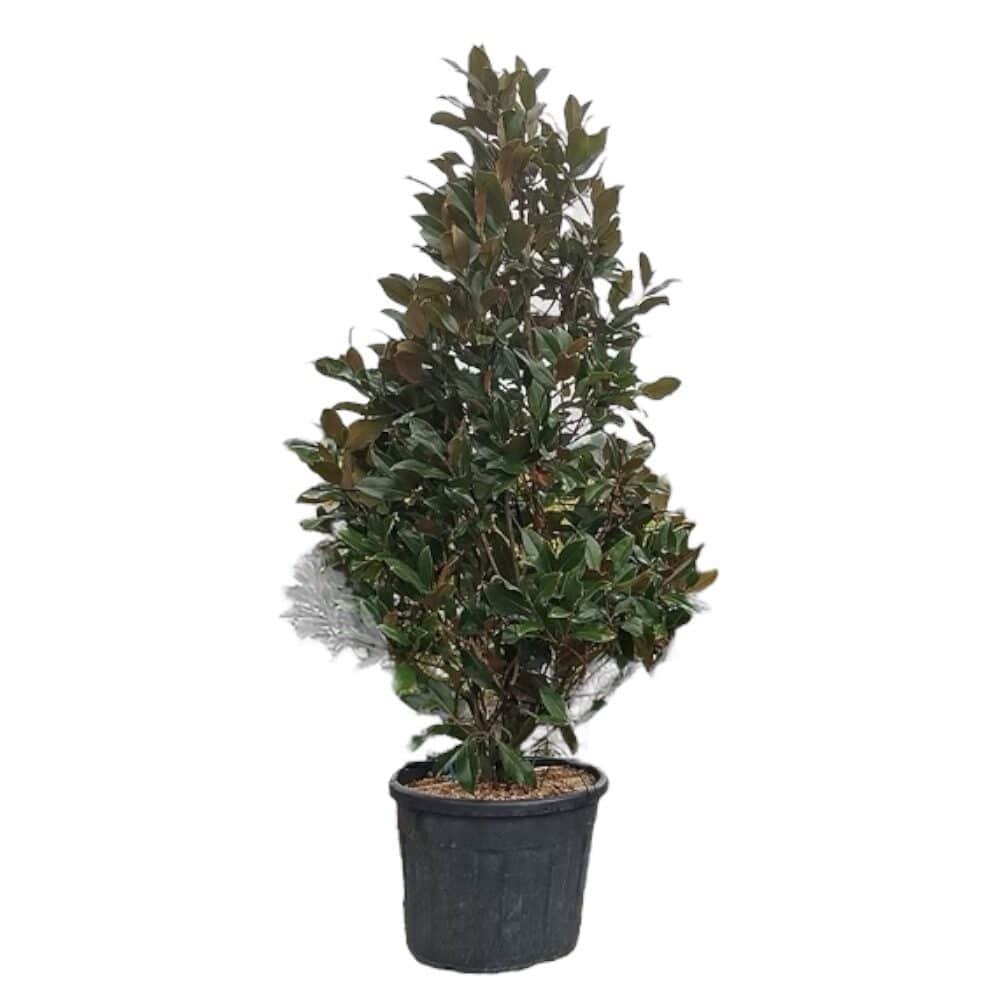 Magnolia grandiflora 'Gallissoniensis'