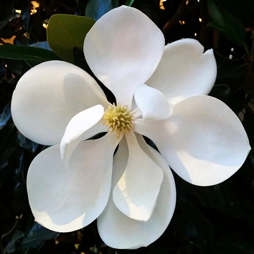 Magnolia grandiflora 'Gallissoniensis'