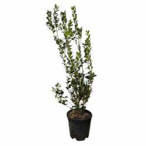 Magyallevelű illatcserje (Osmanthus aquifolium)