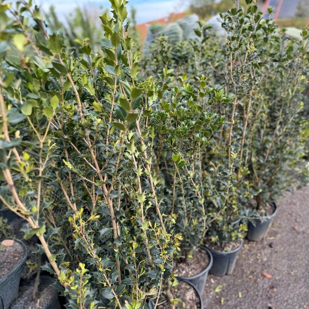 Magyallevelű illatcserje (Osmanthus aquifolium)