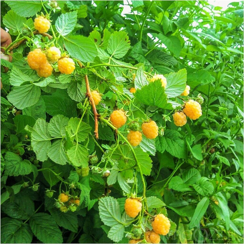 Málna (Rubus idaeus 'Fertődi Aranyfürtű')