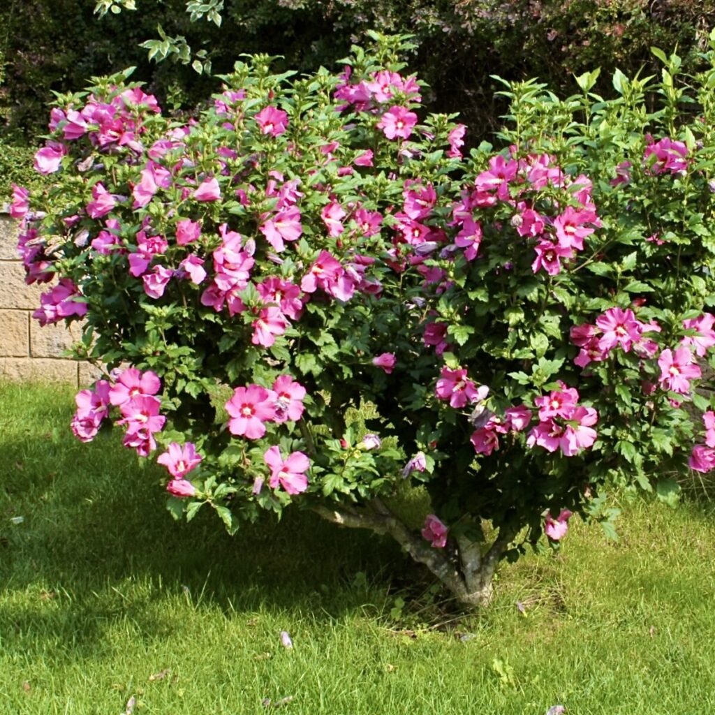 Mályvacserje (Hibiscus syriacus 'Marina')