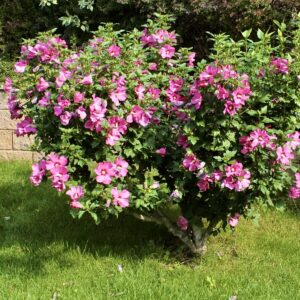 Mályvacserje (Hibiscus syriacus 'Marina')