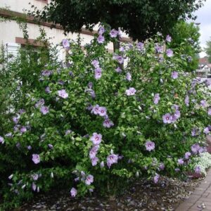 Mályvacserje (Hibiscus syriacus 'Oiseau Bleu')
