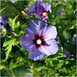 Mályvacserje (Hibiscus syriacus 'Sup Blue')