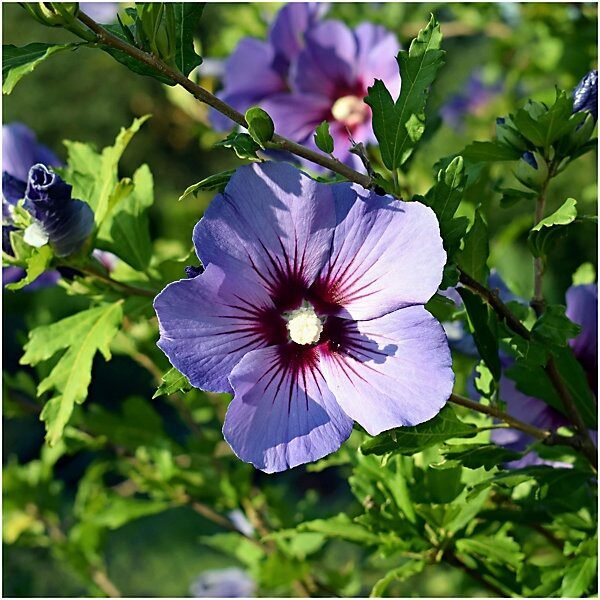 Mályvacserje (Hibiscus syriacus 'Sup Blue')