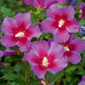 Mályvacserje (Hibiscus syriacus 'Vino Rosso')