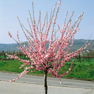 Mandulacseresznye (Prunus triloba)