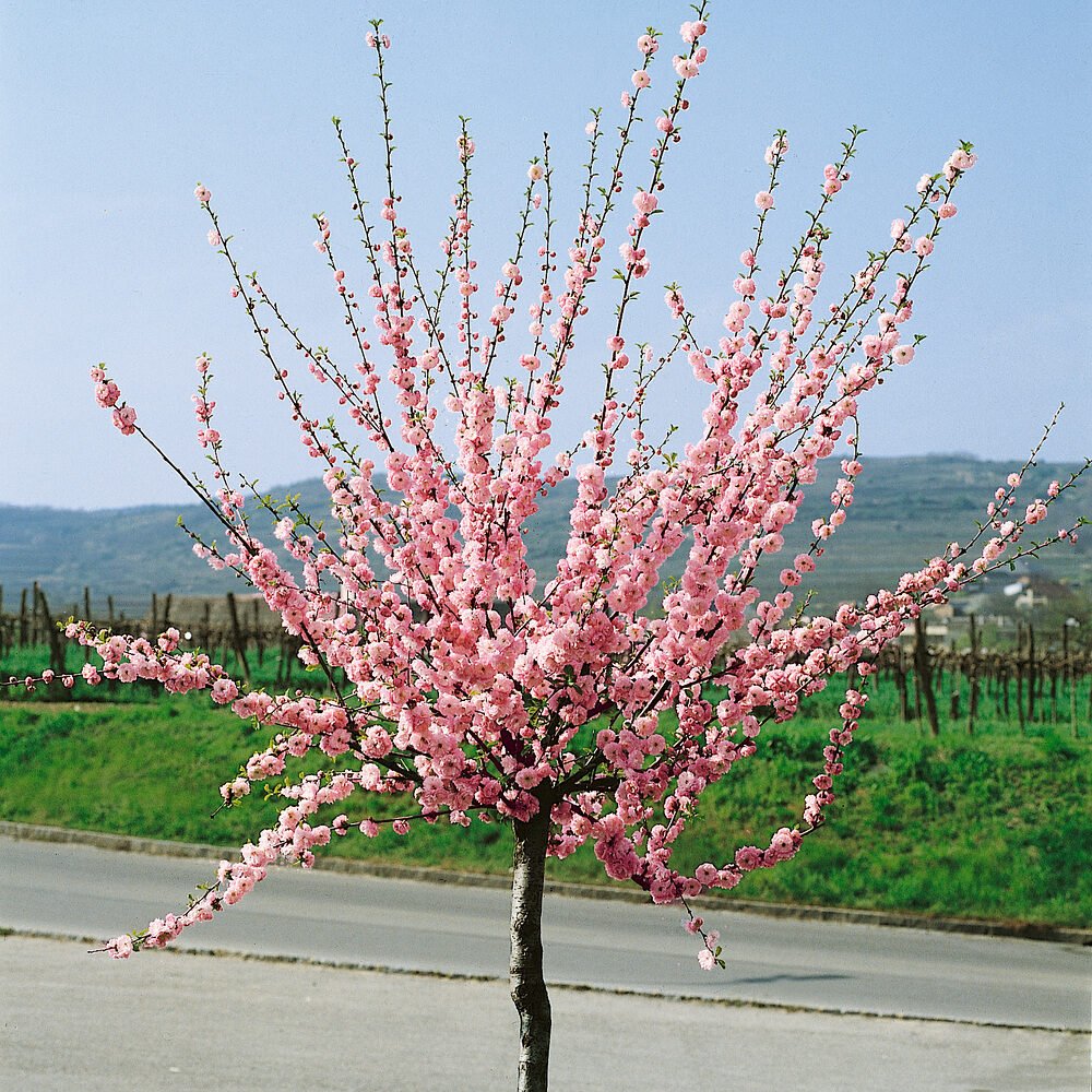 Mandulacseresznye (Prunus triloba)