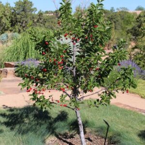 Meggy (Prunus cerasus 'Újfehértói Fürtös')