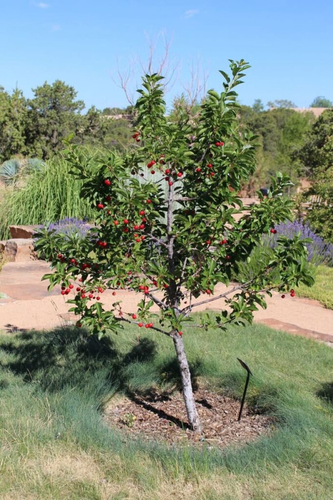 Meggy (Prunus cerasus 'Újfehértói Fürtös')
