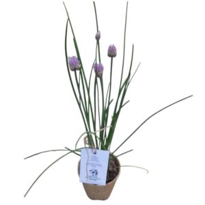 Metélőhagyma (Allium schoenoprasum)