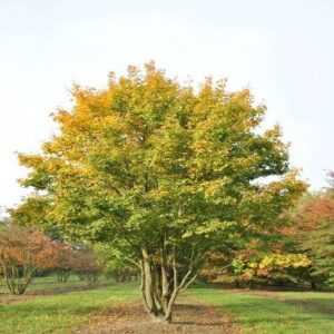 Mezei juhar (Acer campestre)