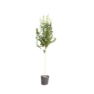 Mezei juhar (Acer campestre 'Elsrijk')