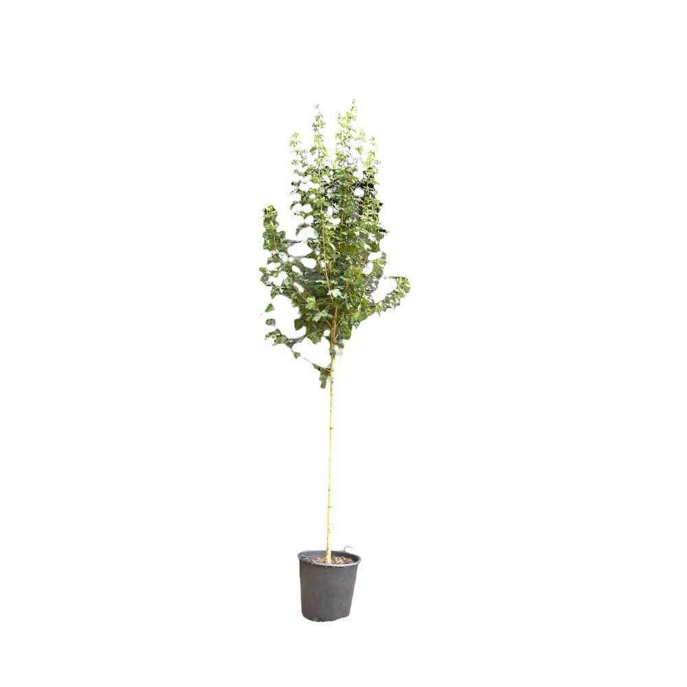 Mezei juhar (Acer campestre 'Elsrijk')