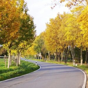Mezei juhar (Acer campestre 'Elsrijk')