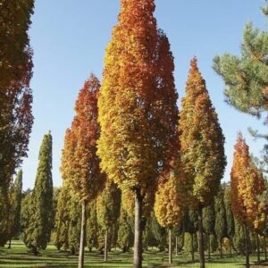 Mezei juhar (Acer campestre 'Green Column')