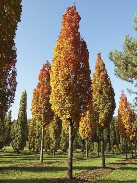 Mezei juhar (Acer campestre 'Green Column')