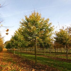 Mezei juhar (Acer campestre 'Lienco')