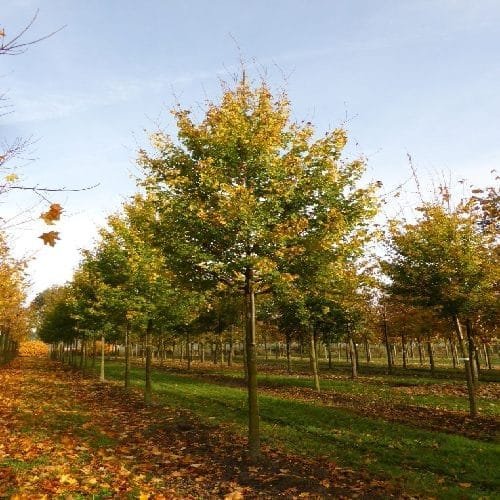 Mezei juhar (Acer campestre 'Lienco')