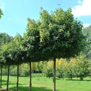 Mezei juhar (Acer campestre 'Nanum')