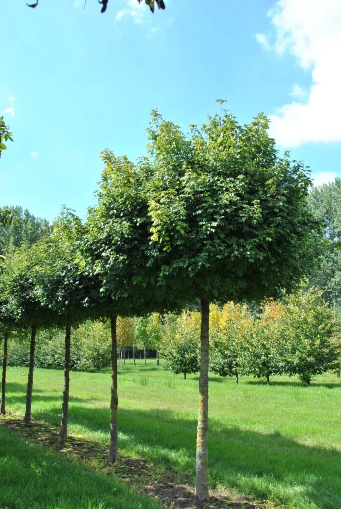 Mezei juhar (Acer campestre 'Nanum')