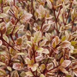 Mirtuszcserje (Lophomyrtus ralphii 'Golden Dragon')