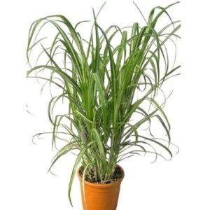 Miscanthus sinensis 'Cabaret'
