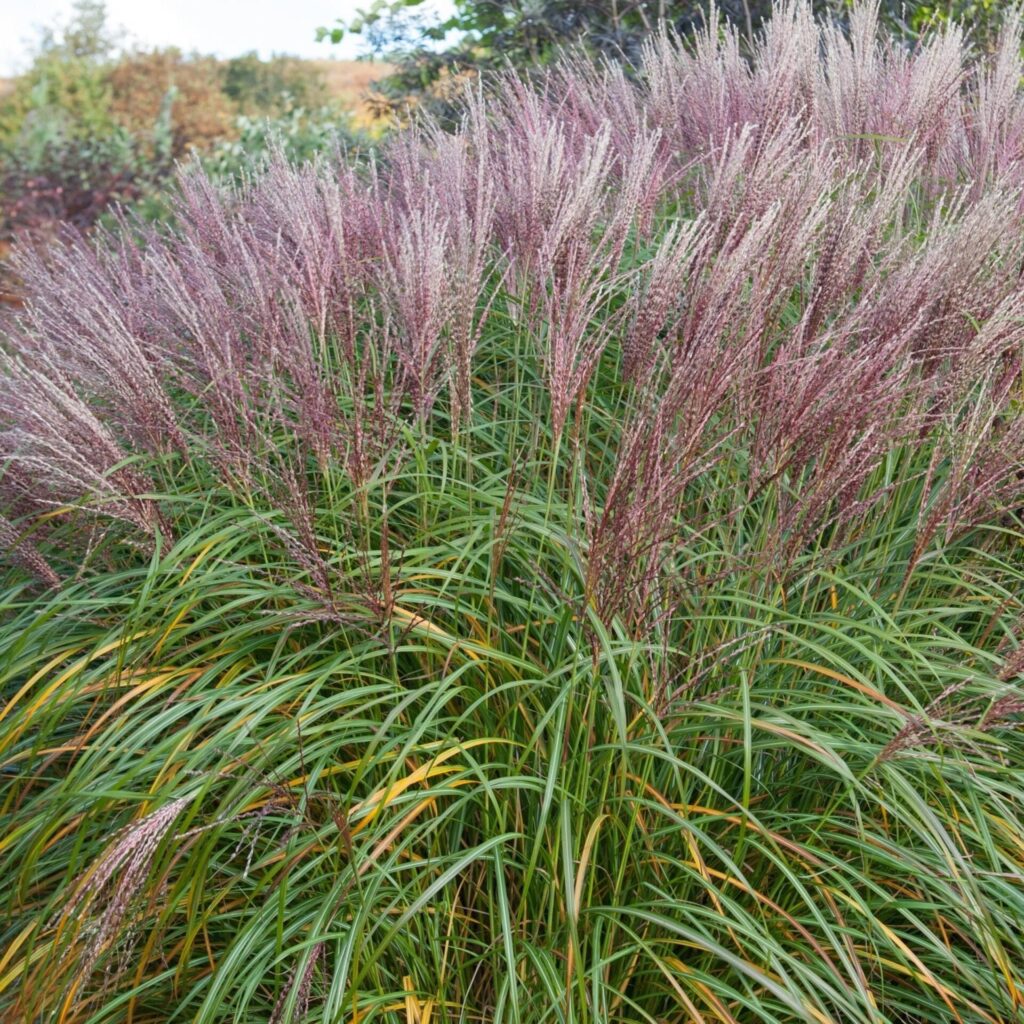 Miscanthus sinensis 'Flamingo'
