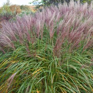 Miscanthus sinensis 'Flamingo'
