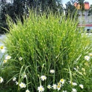 Miscanthus sinensis 'Zebrinus'