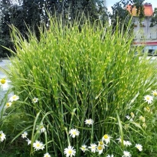 Miscanthus sinensis 'Zebrinus'