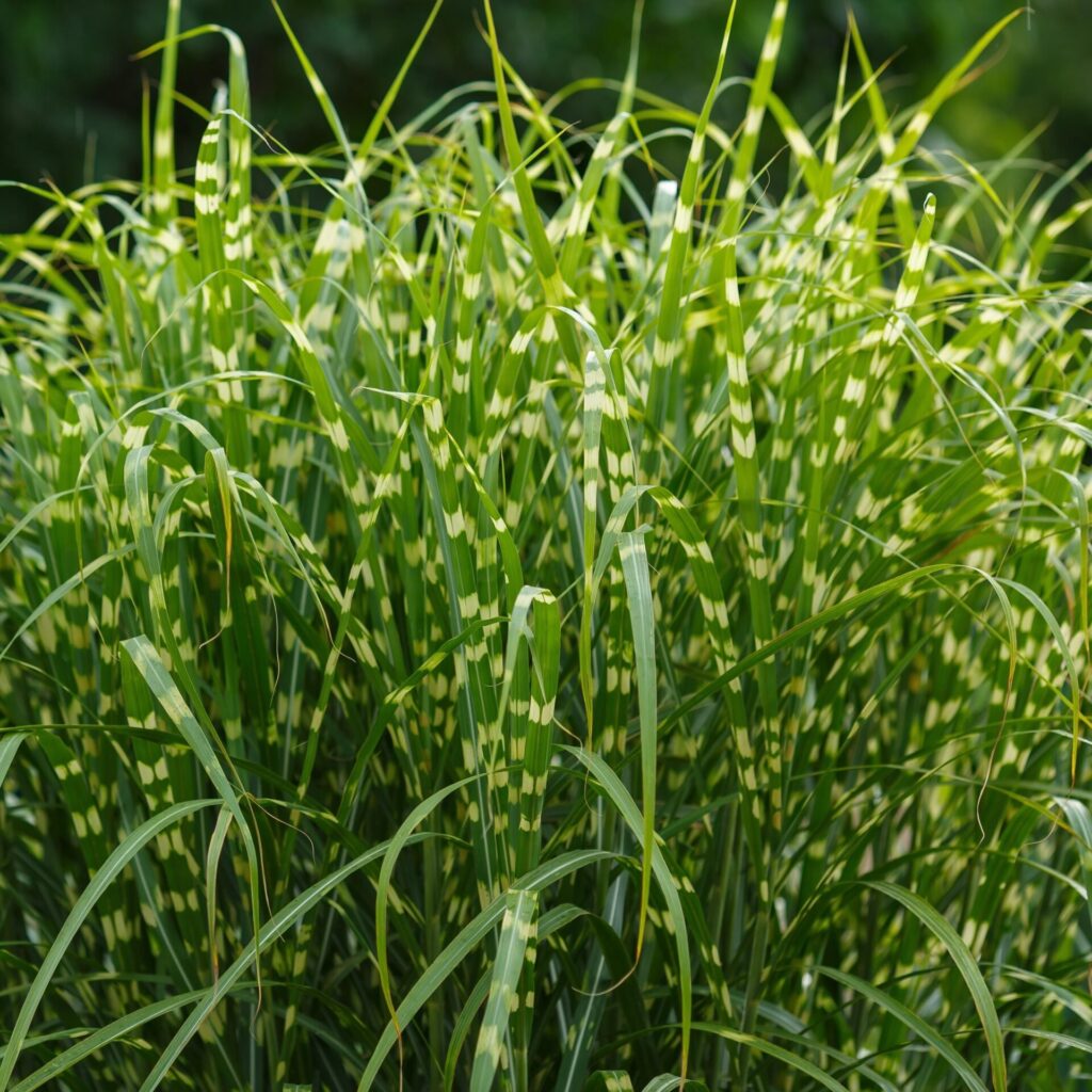 Miscanthus sinensis 'Zebrinus'