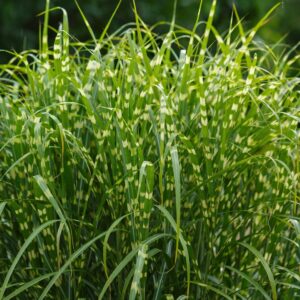 Miscanthus sinensis 'Zebrinus'