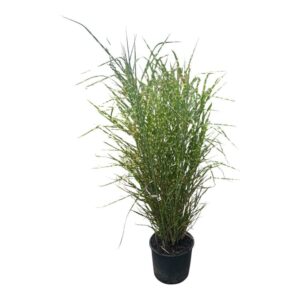 Miscanthus sinensis 'Zebrinus'