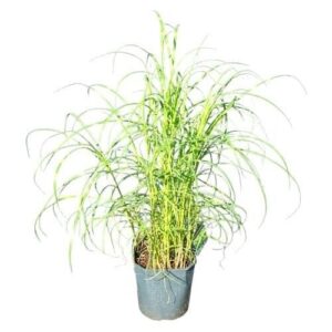 Miscanthus sinensis 'Zebrinus'