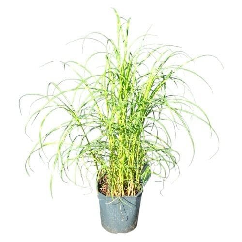 Miscanthus sinensis 'Zebrinus'
