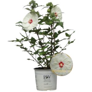Mocsári hibiszkusz (Hibiscus moscheutos 'French Vanilla')