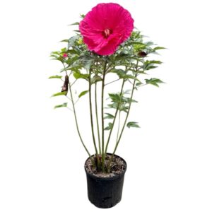 Mocsári hibiszkusz (Hibiscus moscheutos 'Summer In Paradise')