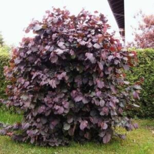 Mogyoró (Corylus avellana 'Red Majestic')