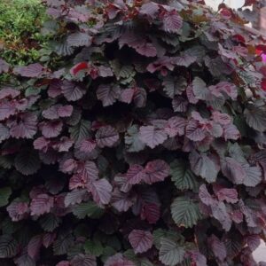 Mogyoró (Corylus maxima 'Purpurea')