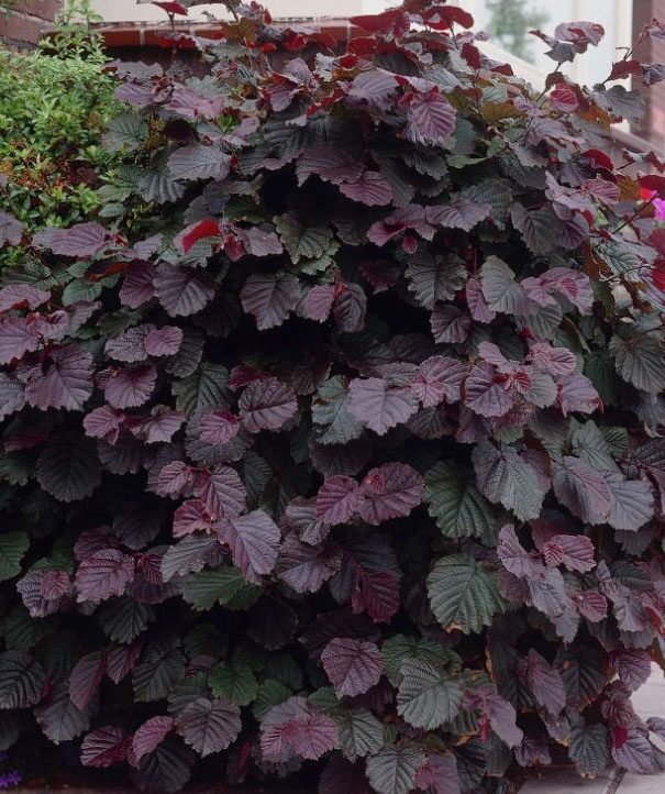 Mogyoró (Corylus maxima 'Purpurea')
