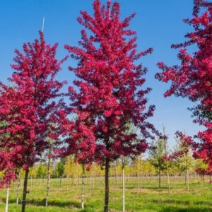 Mokum díszalma (Malus 'Mokum')