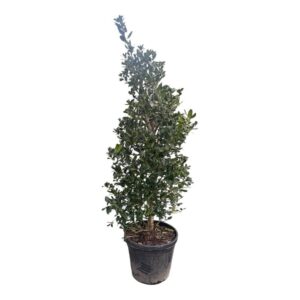 Nagy-levelű magyal (Ilex mutchagara 'Nellie R. Stevens')
